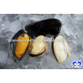 frozen cooked half shell blue mussel meat